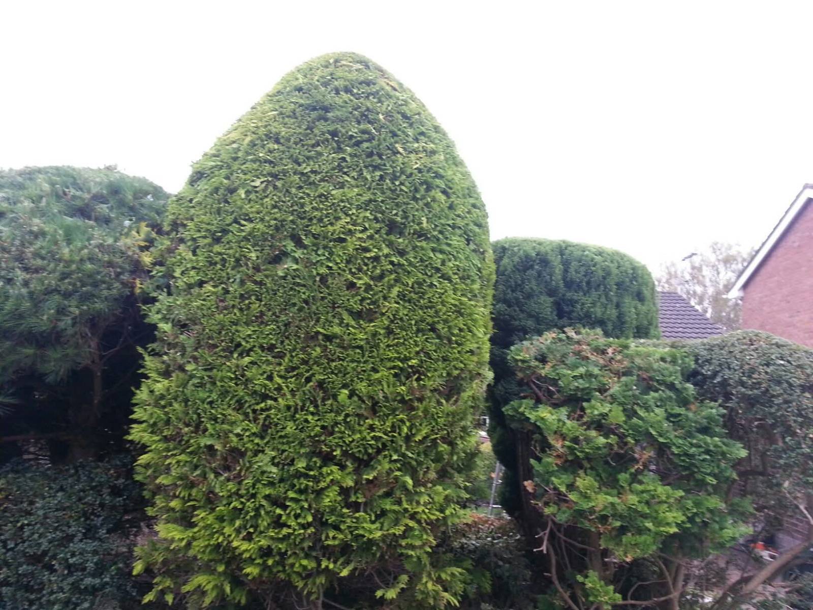 Hedge trimming, Heswall