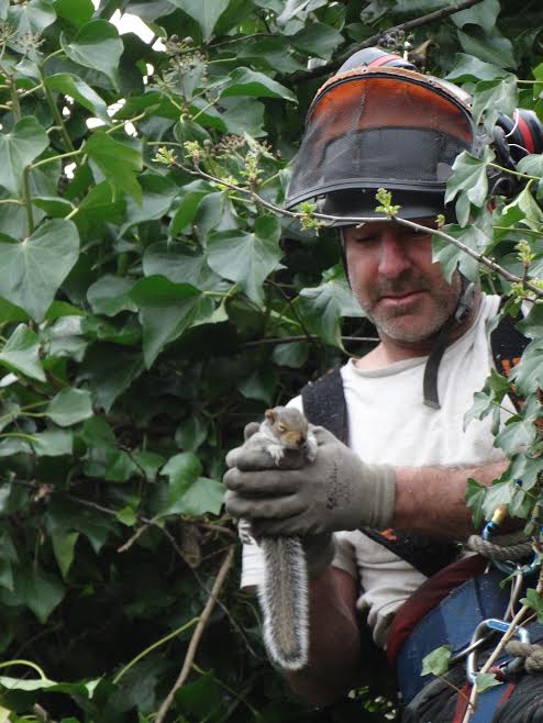 Tree surgeon rescuing squirrel from a tree