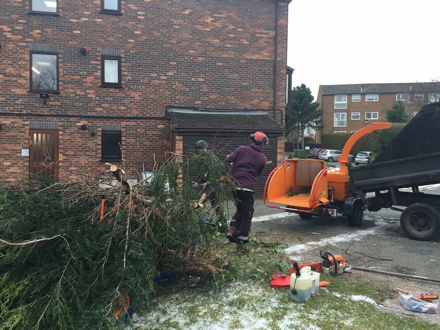 Confier pruning, Heswall