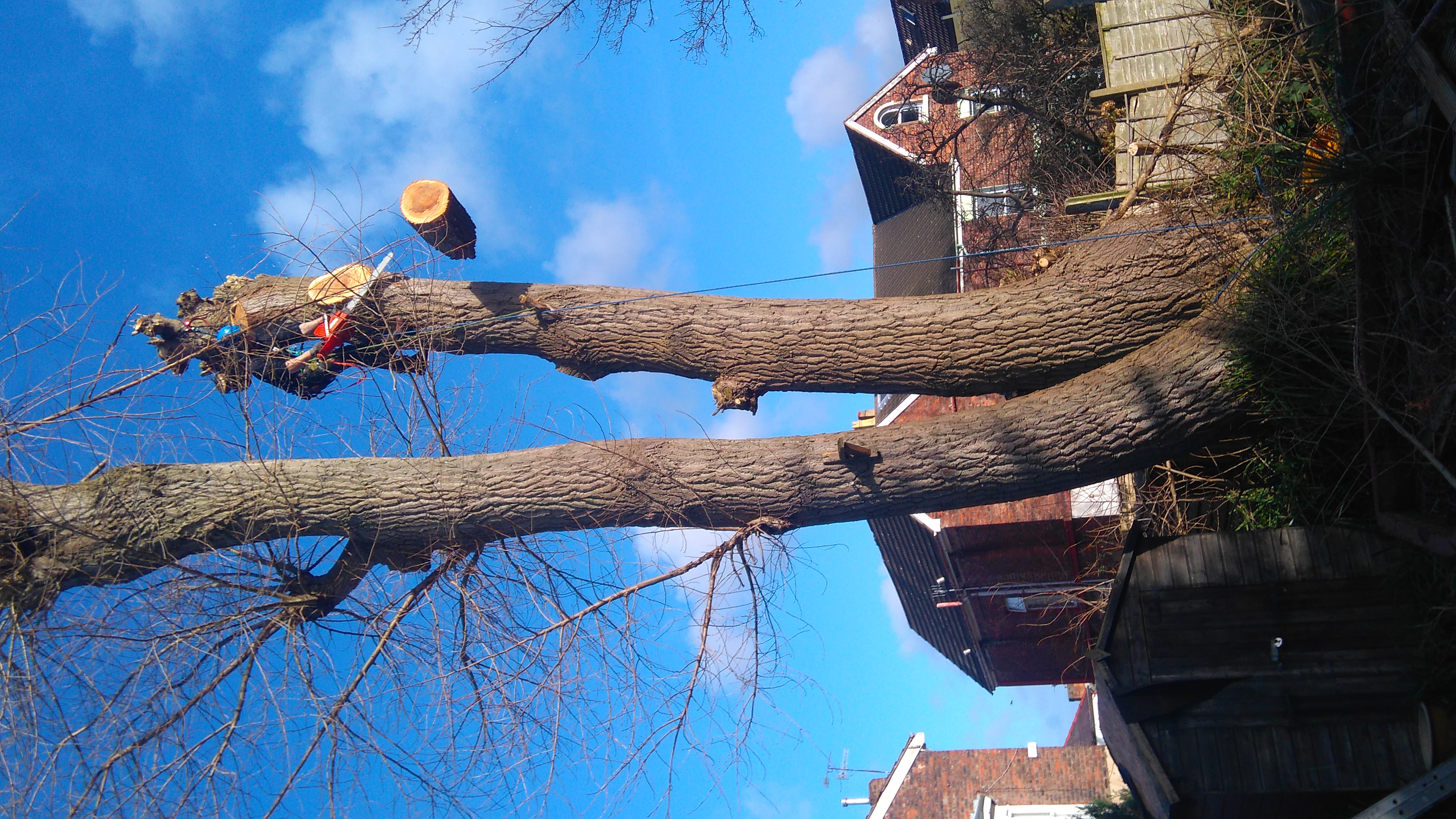 Tree pruning, New Ferry